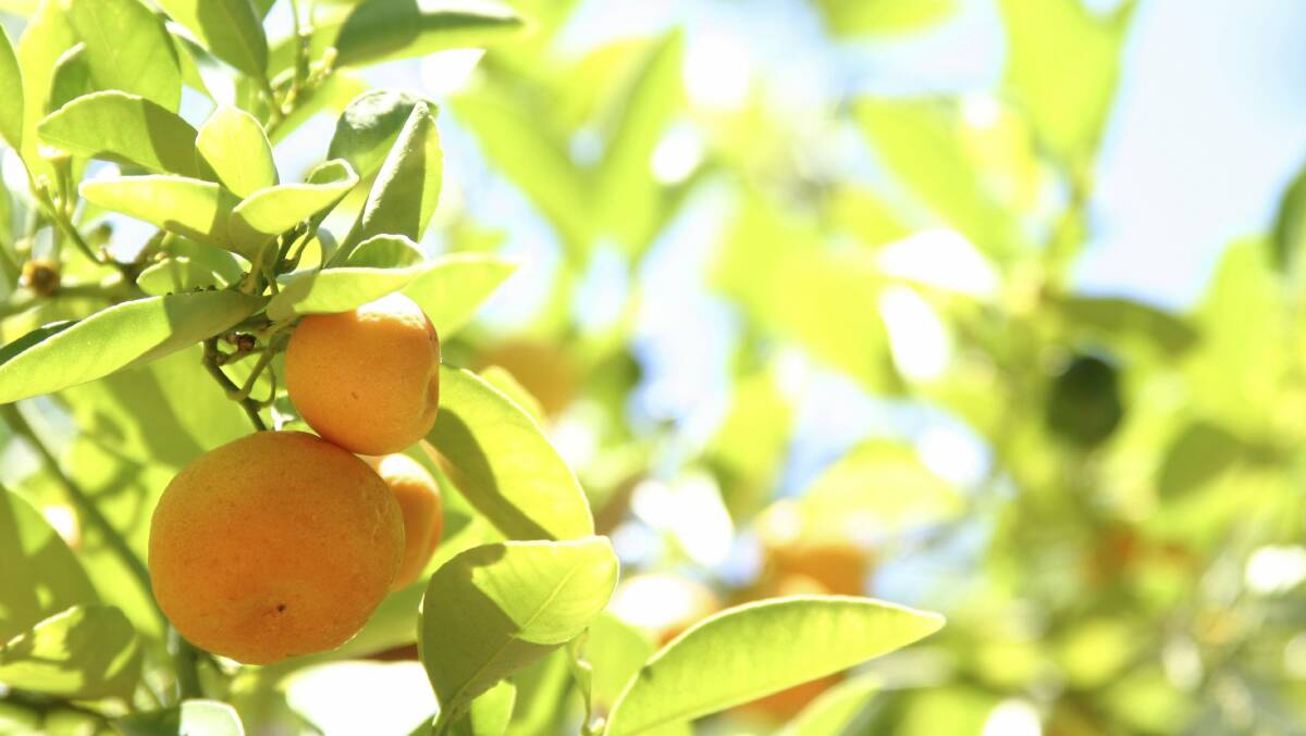 The makers of cumquat marmalade are busy harvesting homegrown fruit. Picture: Shutterstock