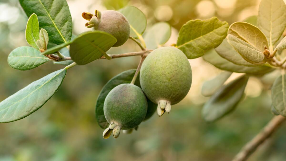 It's feijoa season in the nation's capital. Picture Shutterstock