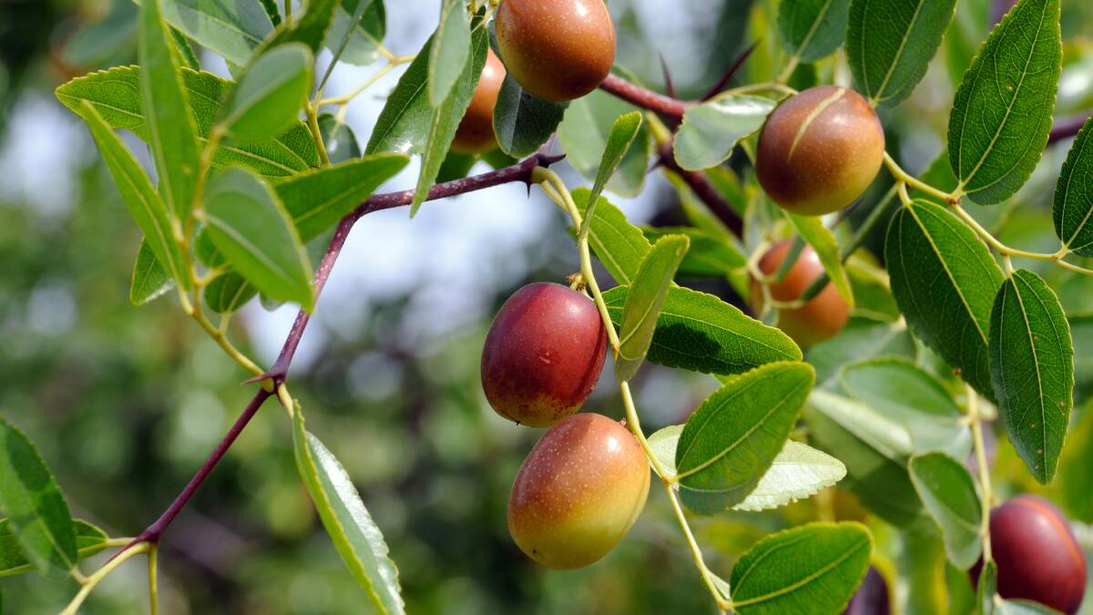 The jujube is a small thorny deciduous tree. Picture Shutterstock