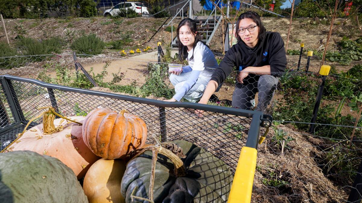 ANU students Bodan Liu and Andrea Yan with the pumpkin harvest. Picture by Sitthixay Ditthavong