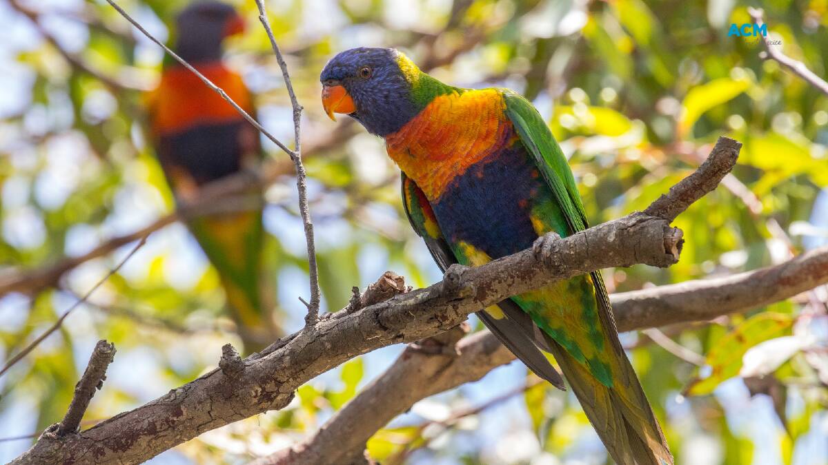 Rainbow lorikeets are just some of the birds spied in Toni Bell's garden. File picture