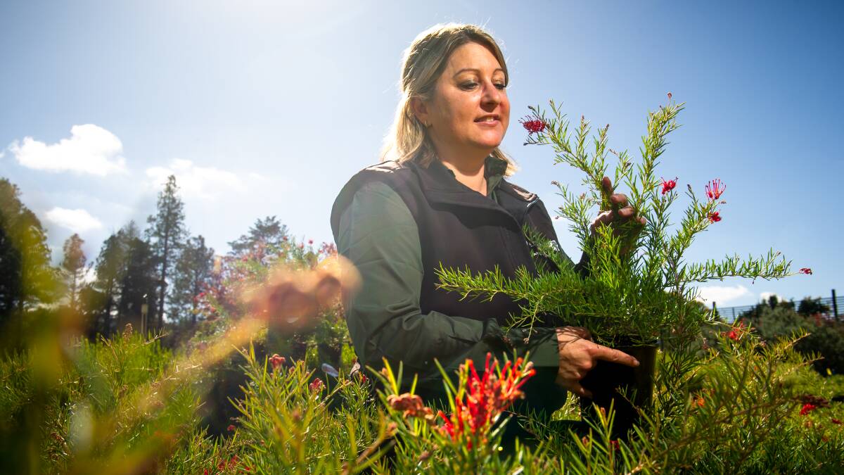 Belinda Ryan with a 'Grevillea LegacyFlame' plant. Picture by Elesa Kurtz