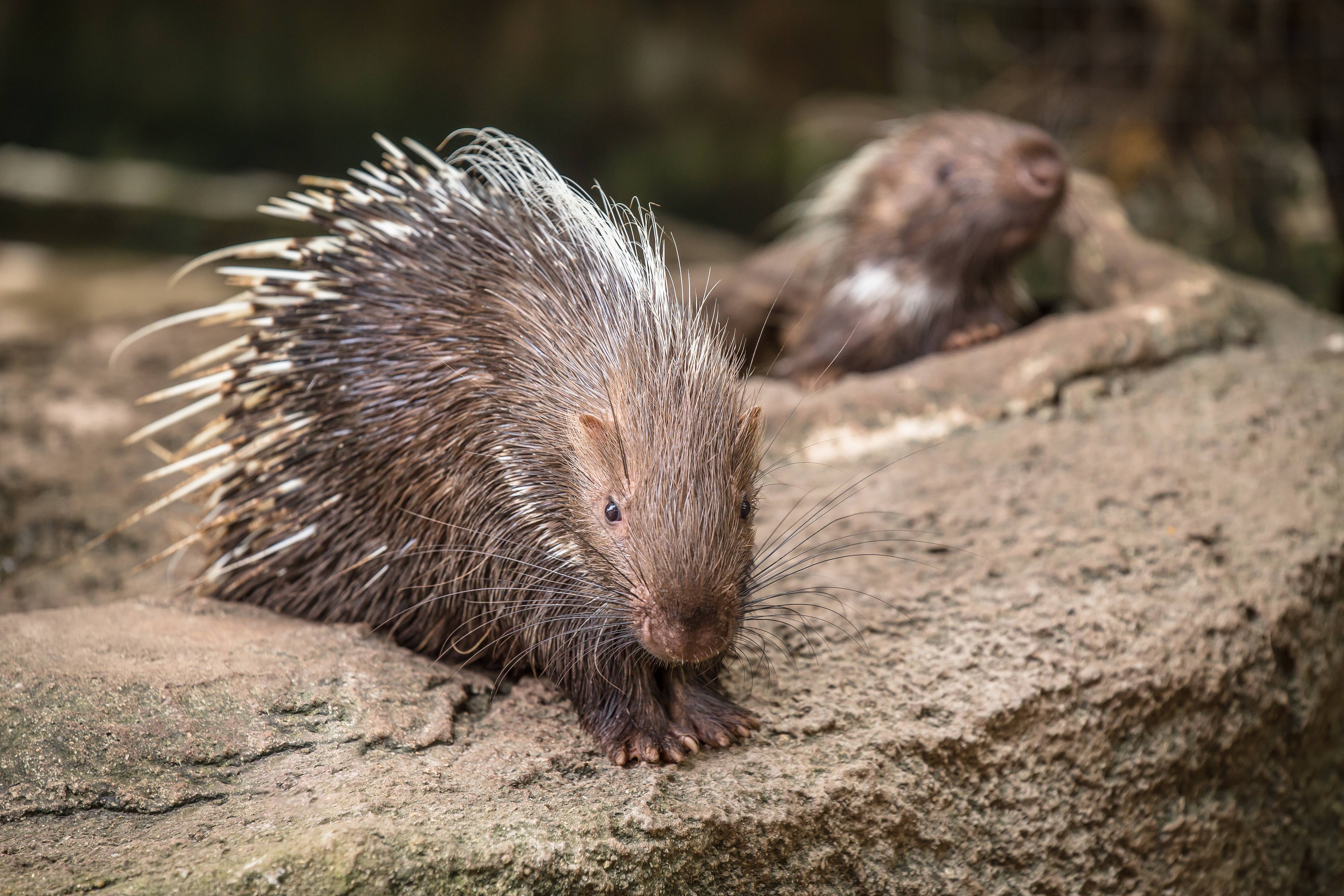 A prickly personality: Porcupine quills are a wonder of defensive