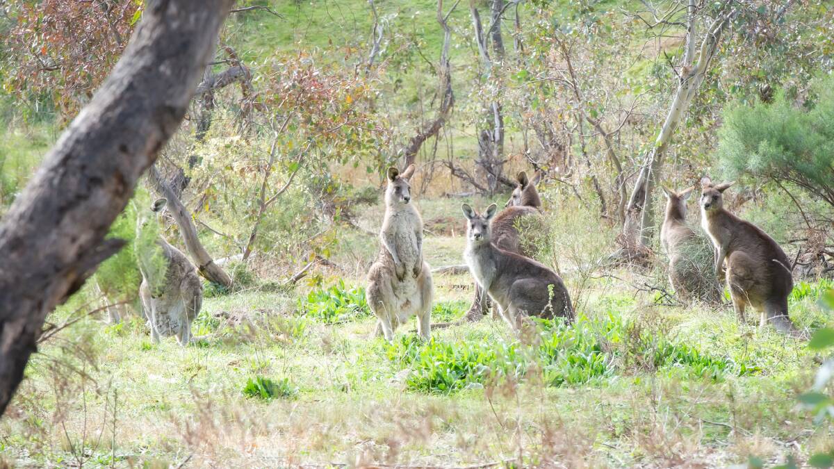 Among Eastern Grey kangaroos' faults are being too trusting a species, a letter writer says. Picture by Karleen Minney