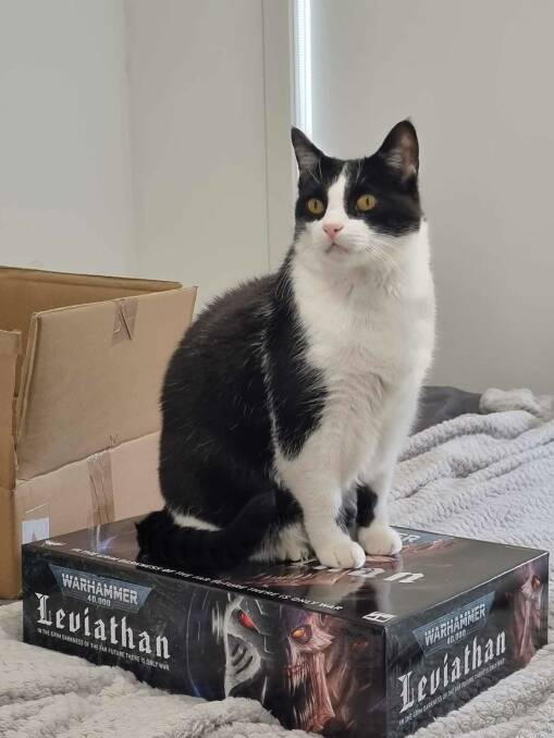 The photo of my cat that I had shared on social media after his disappearance - box-sitting just days before he went missing. 