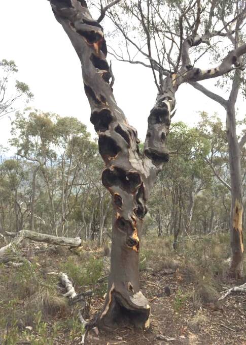 Fungus-infected tree on Red Hill. Picture by Liz Howarth