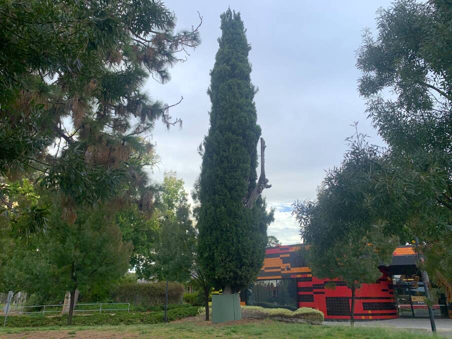 The pencil pine, outside the National Museum of Australia, photographed earlier this week. Picture by Tim the Yowie Man