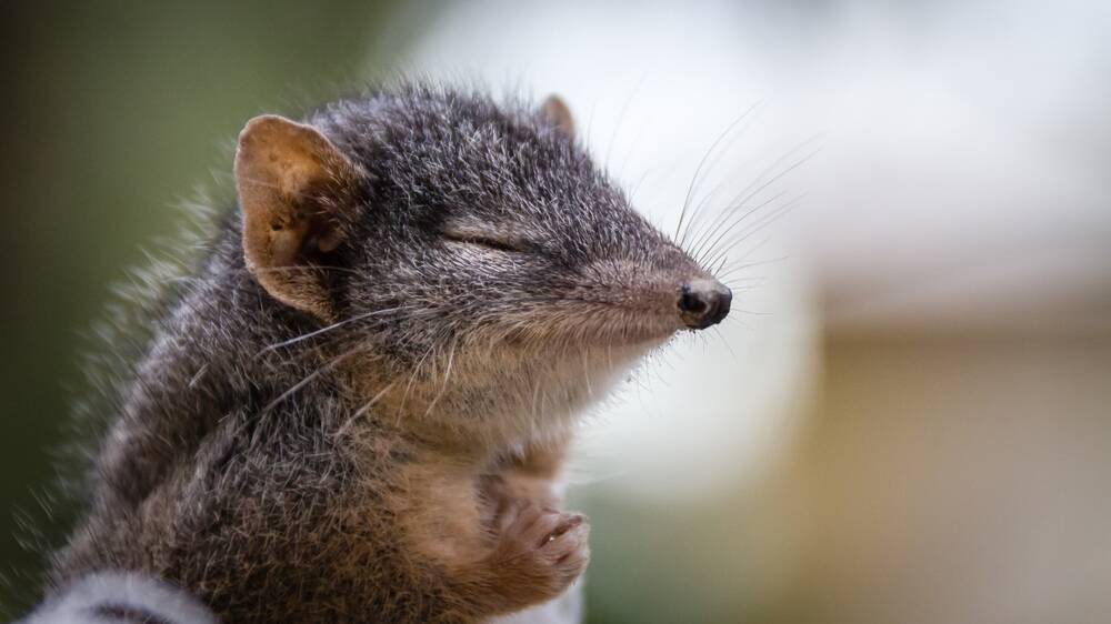 An antechinus - not to be confused with a rat. Picture Shutterstock