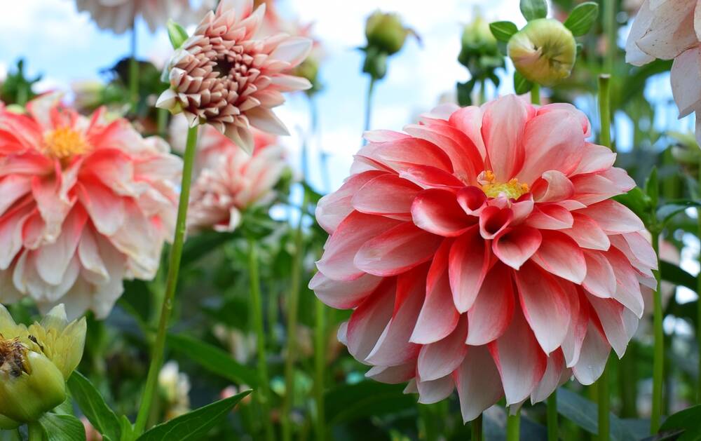 My dahlias deliver daily delight. Picture Shutterstock