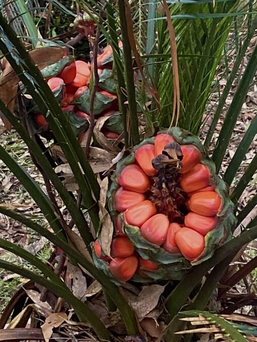 The seed cones of Burrawang 'palms' resemble giant chunks of pomegranate. Picture by Tim the Yowie Man