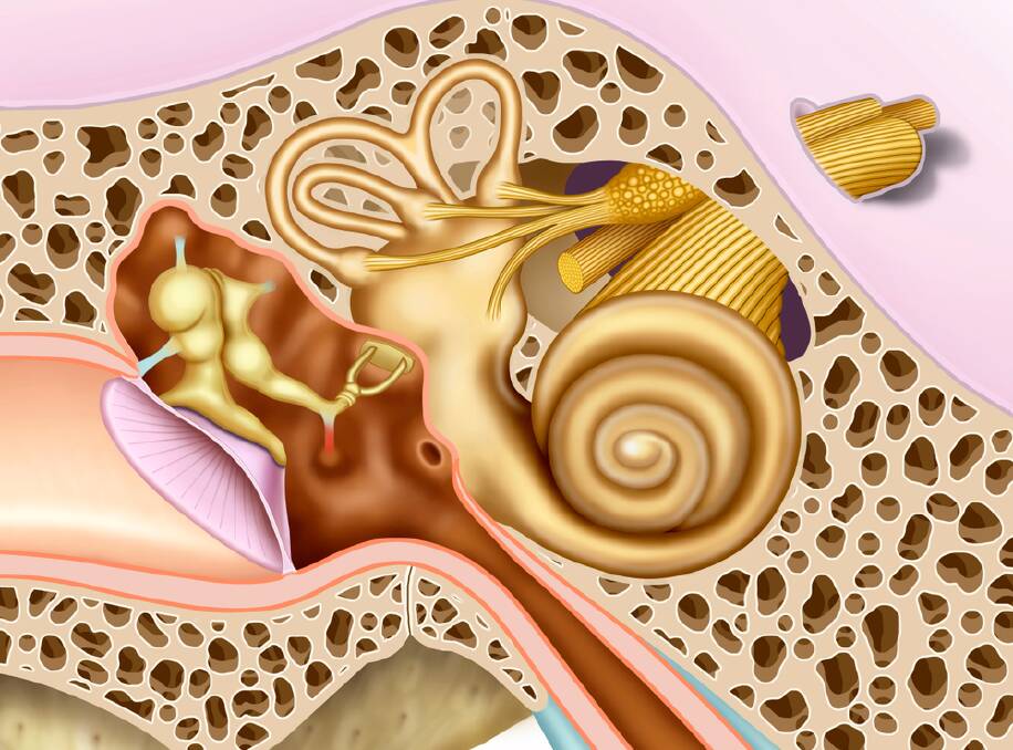 The structures of the inner ear. Picture Shutterstock