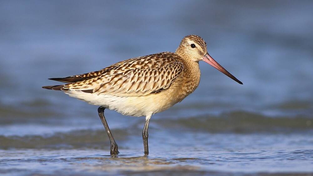 The bar-tailed godwit is in danger of imminent extinction. Picture Shutterstock