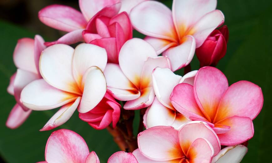  In the right spot, frangipani can thrive - even in our climate. Picture Shutterstock