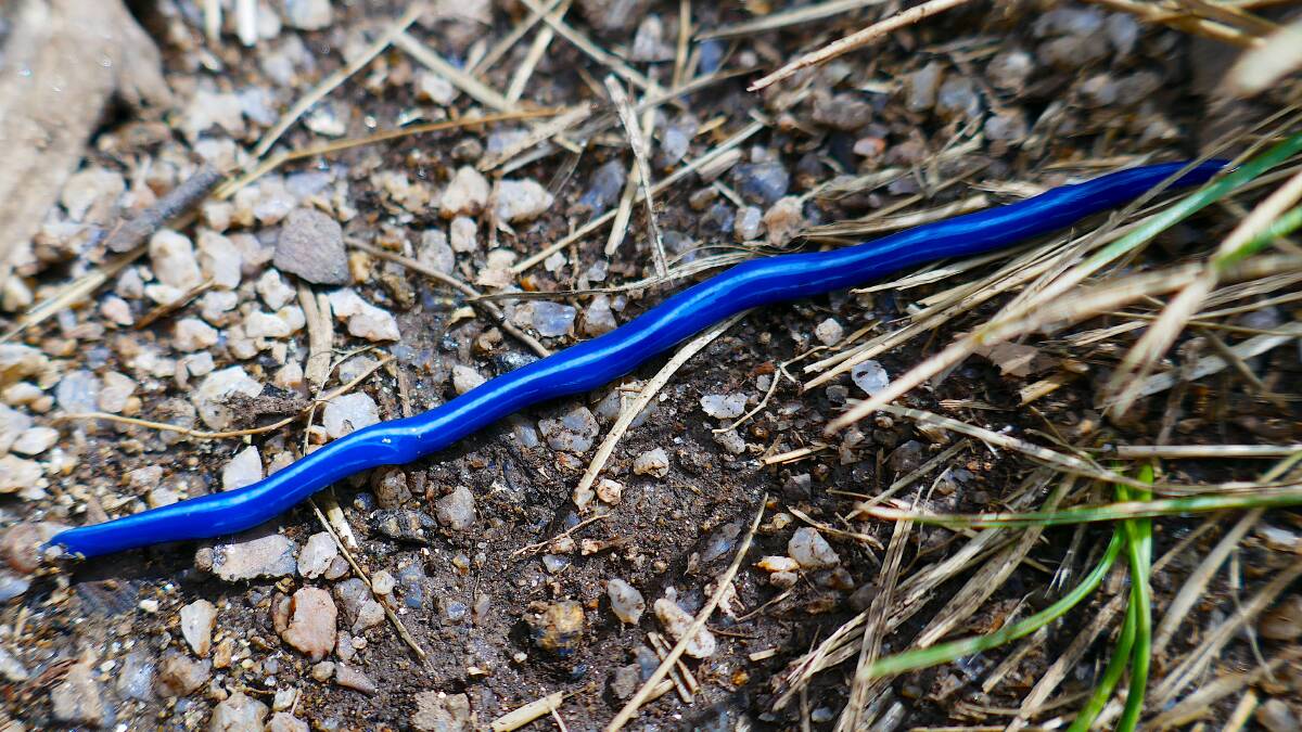 A blue worm spotted in The Snowies. Picture: Mike Bremers