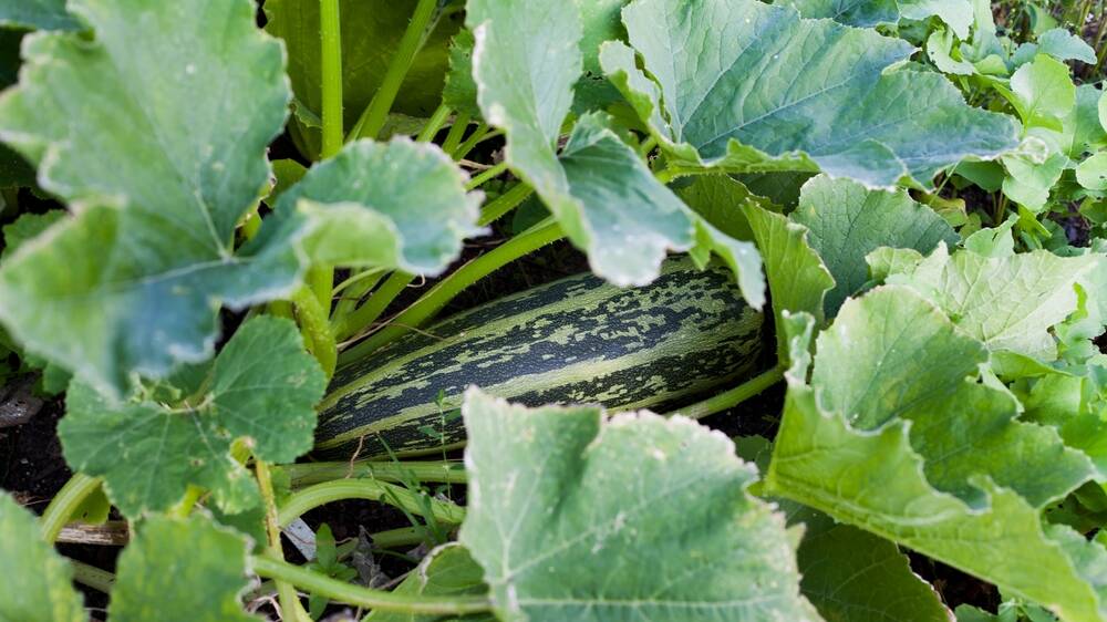  It's malice, pure zucchini malice. Picture Shutterstock
