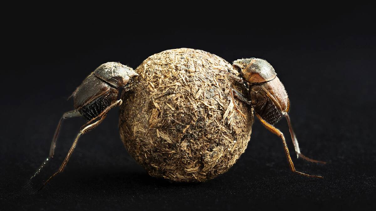 This ball-rolling dung beetle, 'Sisyphus rubrus', is one of more than 40 species of dung beetles that were introduced into Australia by the CSIRO and released between 1968 and 1985. Picture by Sandra Lee