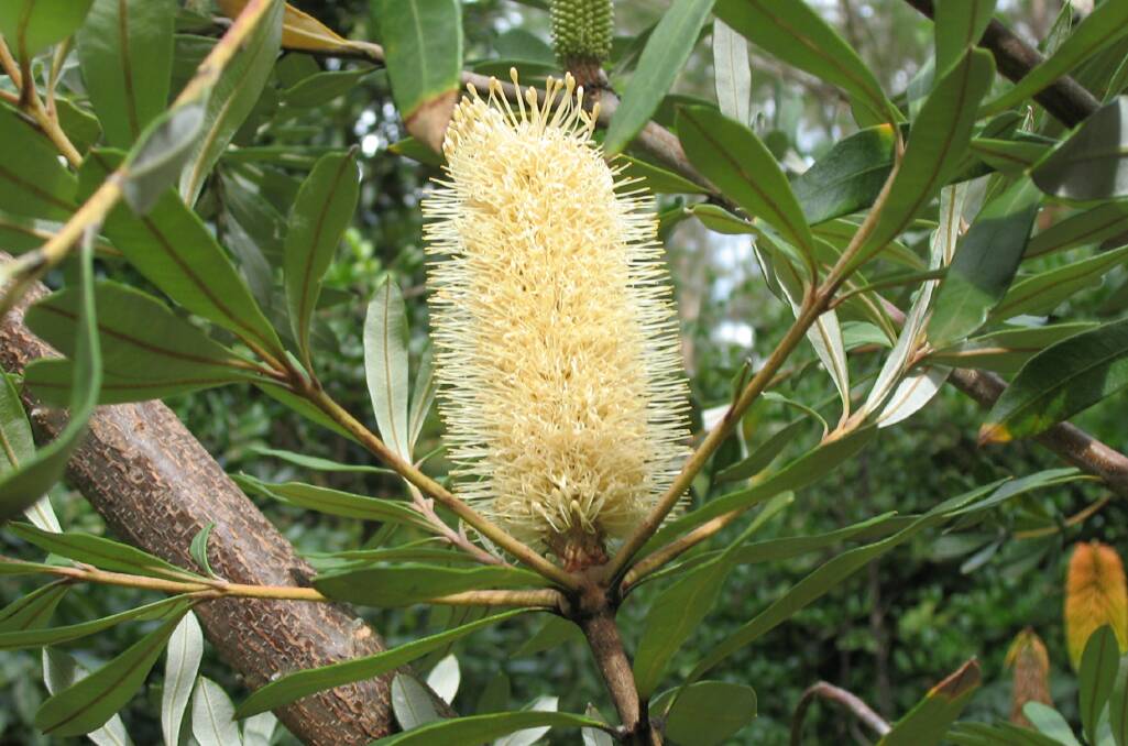 Our lemon-coloured wattangaree (also known as banksia). Picture by Jackie French