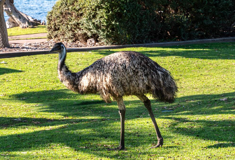 An emu wanders through the centre of the Coffin Bay township. Picture by Michael Turtle 