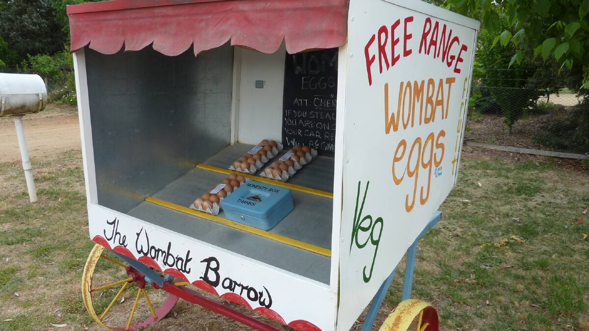 Have you ever tried a wombat egg? Picture by Tim the Yowie Man