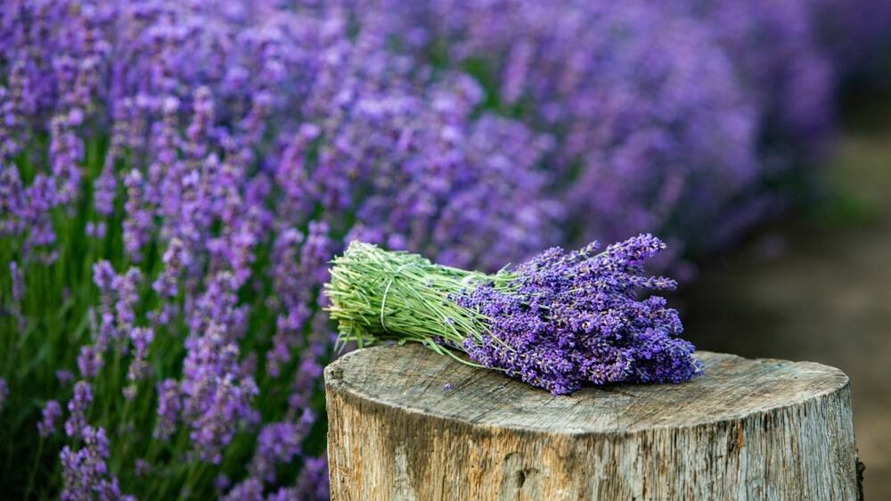 Tonight there'll be a bunch of lavender by the bed. I might even dream of happy pigs. Picture Shutterstock