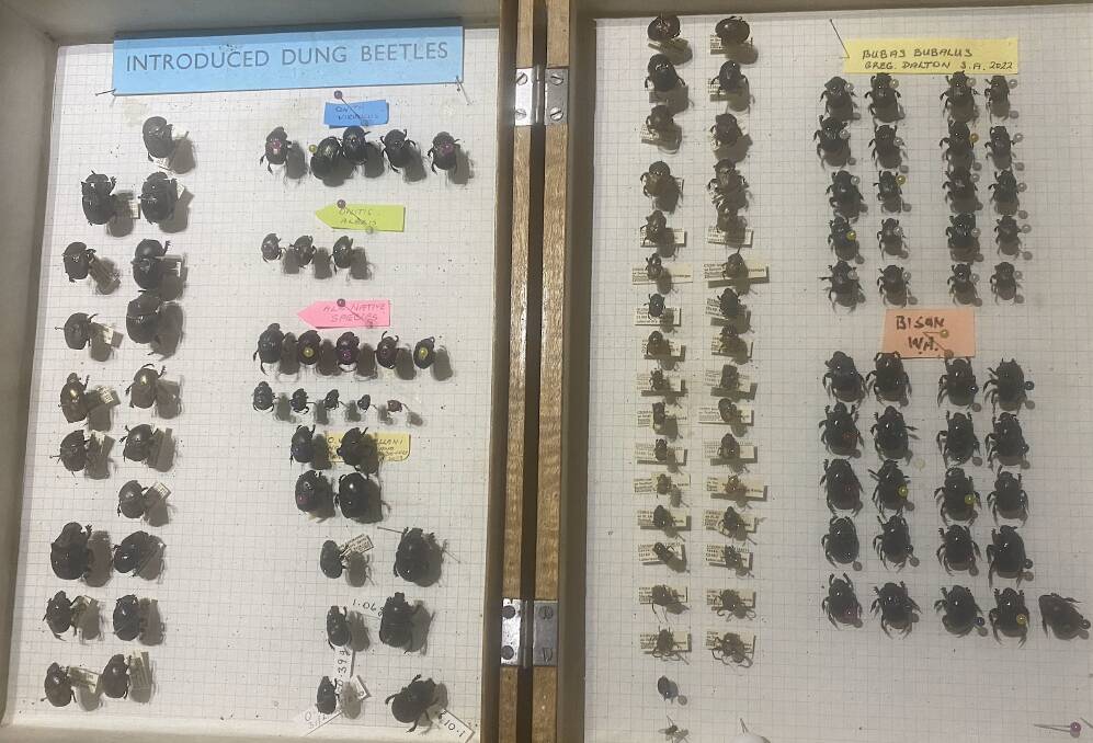A display of dung beetles in John's office. Picture supplied
