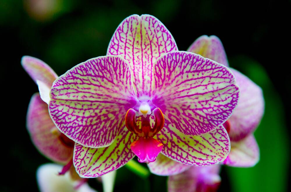 Orchids yell "I am here and I am elegant". Picture Shutterstock 