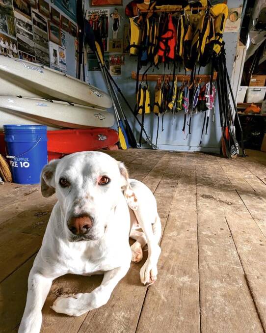 Billy the dog takes some time out inside the jetty's boat shed. Picture supplied