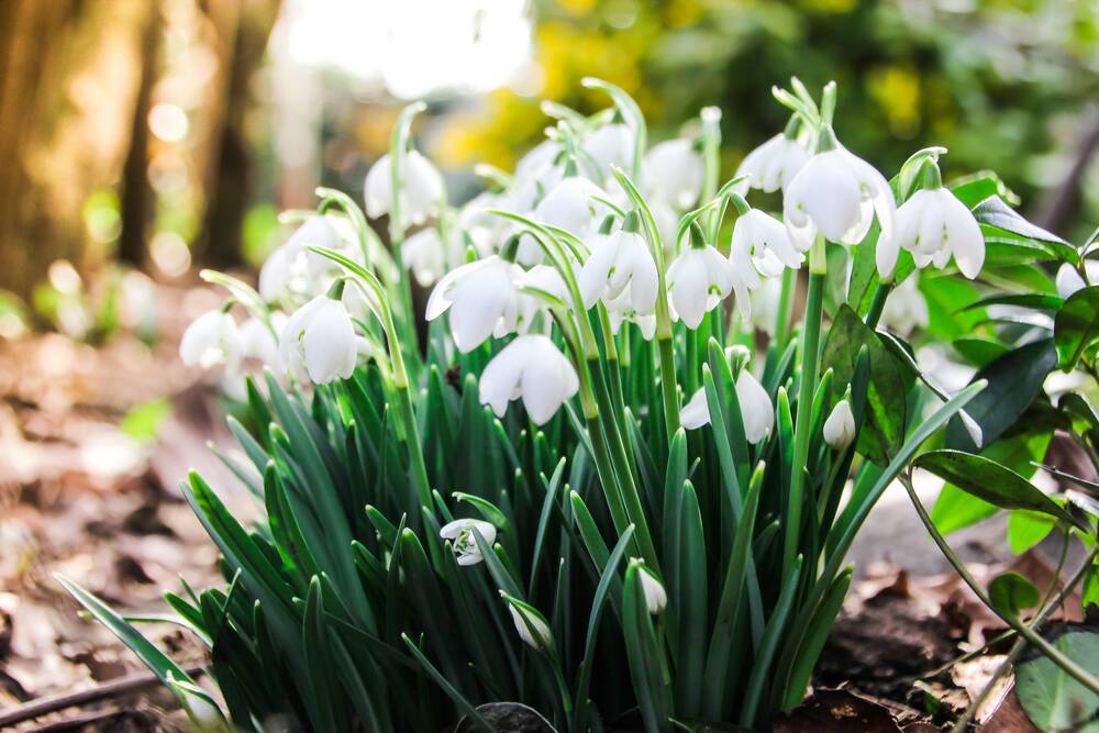 A few snowdrop plants have spread into a carpet over the years. Picture Shutterstock