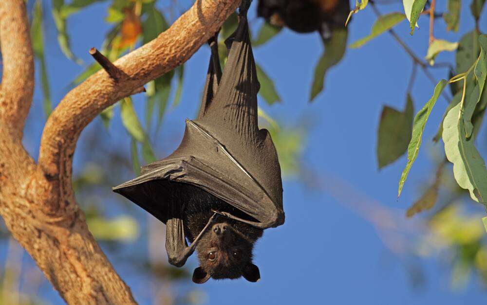 Bats collect pollen on their fur and whiskers, pollinating trees and spreading genetic diversity. Picture Shutterstock