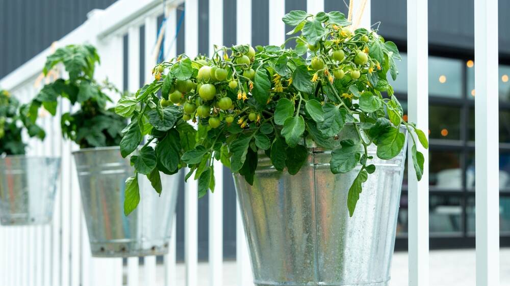Think hanging pots and baskets. Picture: Shutterstock