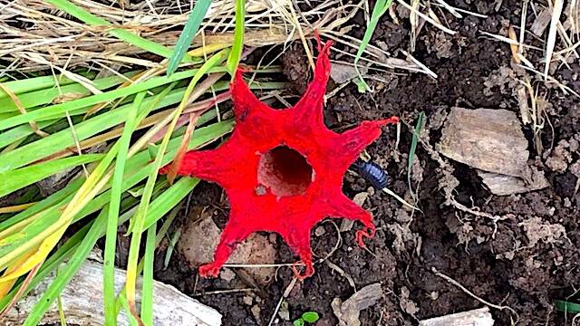 Stinkhorn fungus found in suburban Holt. Picture: Russell Wenholz