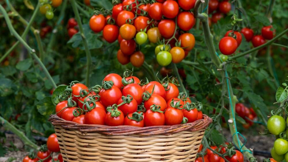 We're anticipating a jungle of cross-pollinated tomatoes. Picture Shutterstock