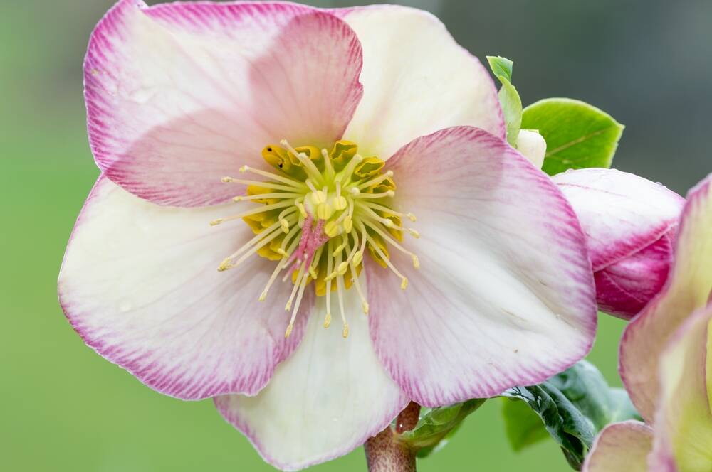 New varieties of hellebores come in a multitude of bright shades. Picture Shutterstock