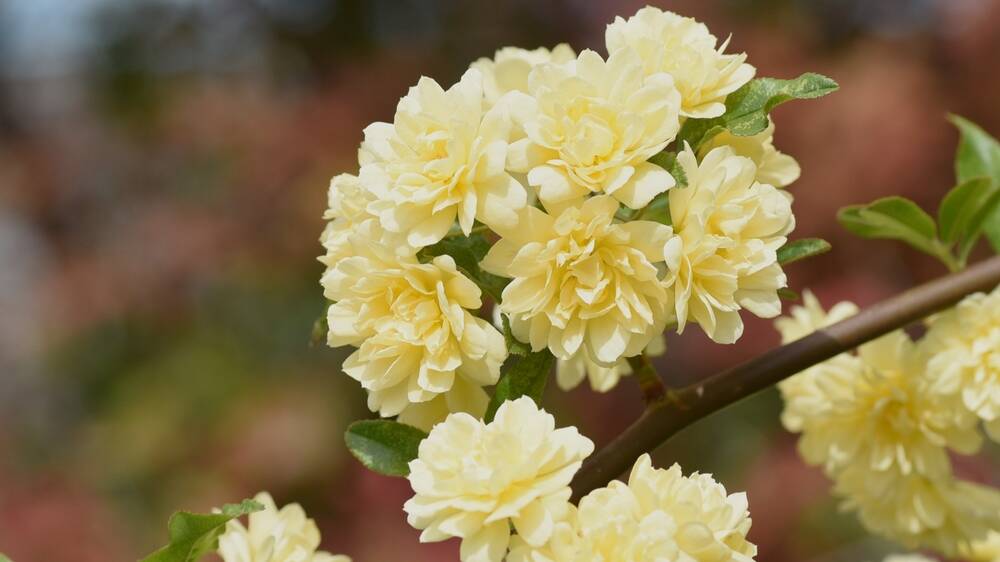Try thornless varieties like Lady Banksia rose. 