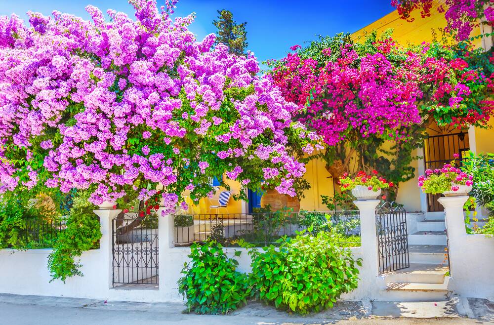Bougainvillea give more reliable colour for longer than any climber I know. Picture Shutterstock