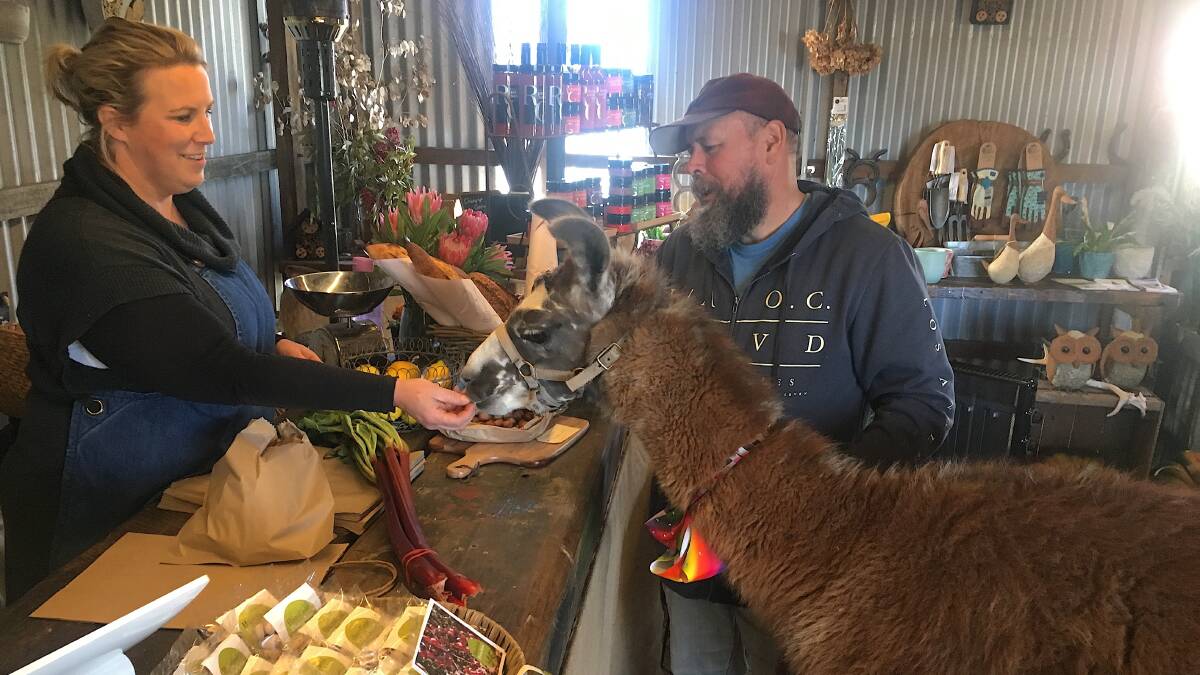 Durango the llama and his owner Brett Byron at a Collector shop in 2019. Picture by Tim the Yowie Man