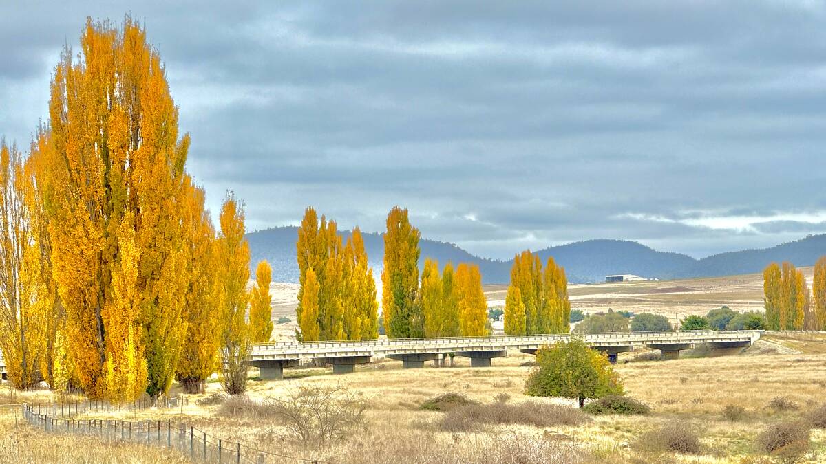 Autumn splendour at the Numeralla rest area. Picture by Tim the Yowie Man