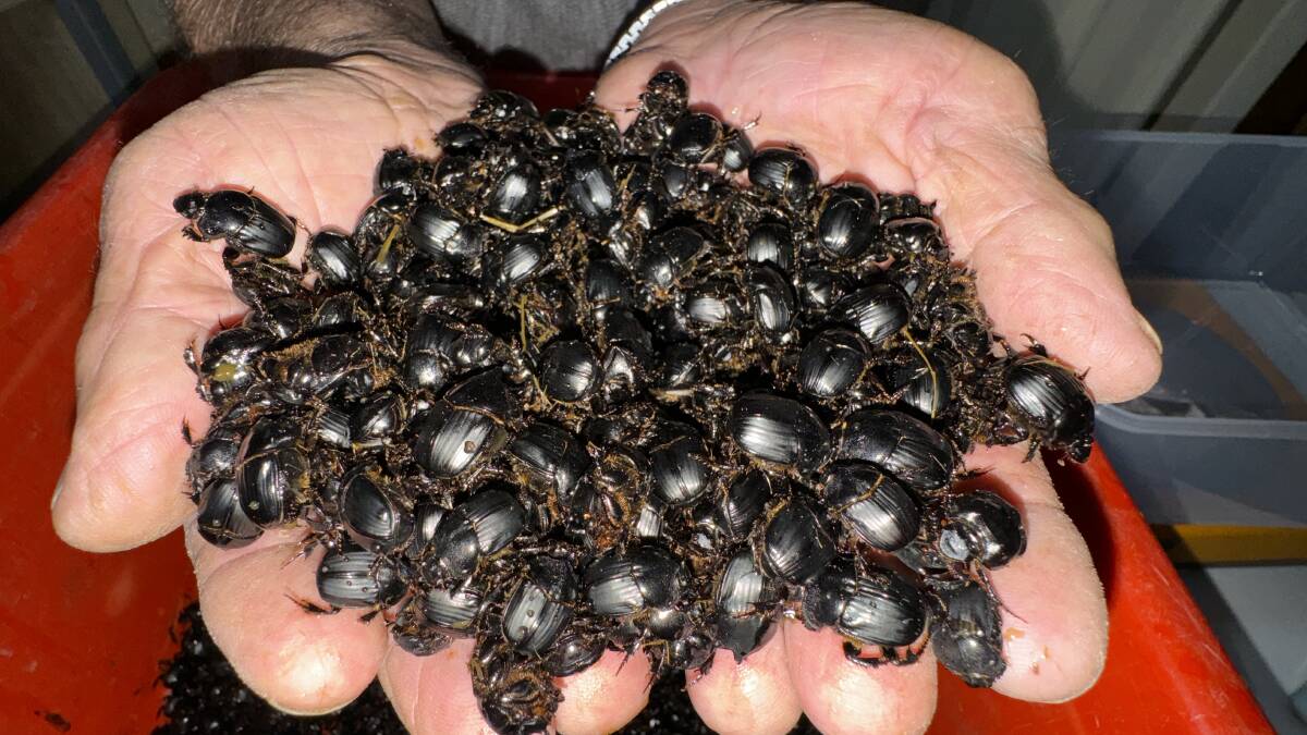 John Feehan calls the Bubas Bison beetles "little nuggets of black gold". Picture by Tim the Yowie