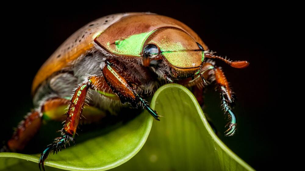There are some 35 different types of Christmas beetle found in Australia. Picture Shutterstock