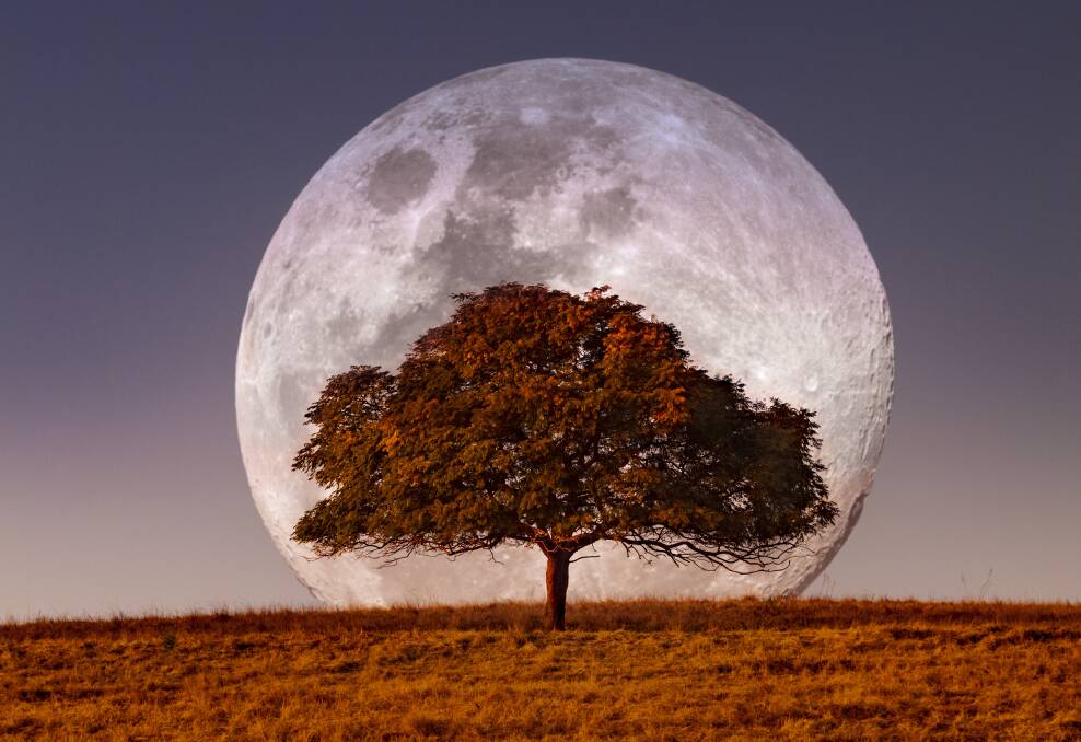 The supermoon rises behind a lone tree on a hill in outback Queensland. Picture Getty Images