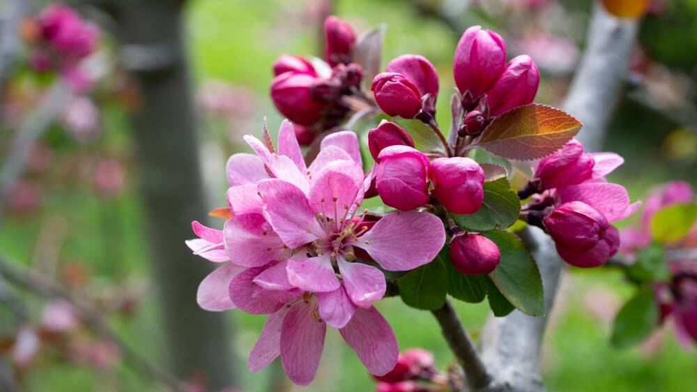 The earliest varieties of crabapple begin to bloom in late winter/early spring. Picture Shutterstock
