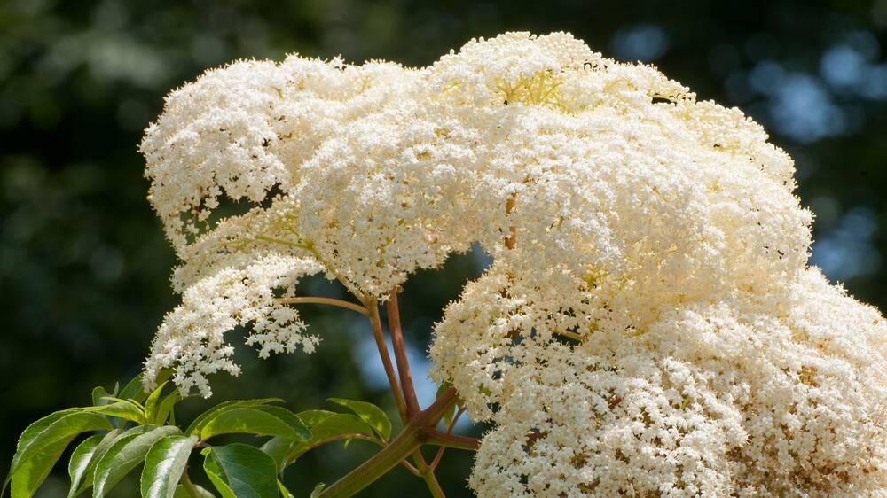 I've made elderberry champagne from the blossom. Picture Shutterstock