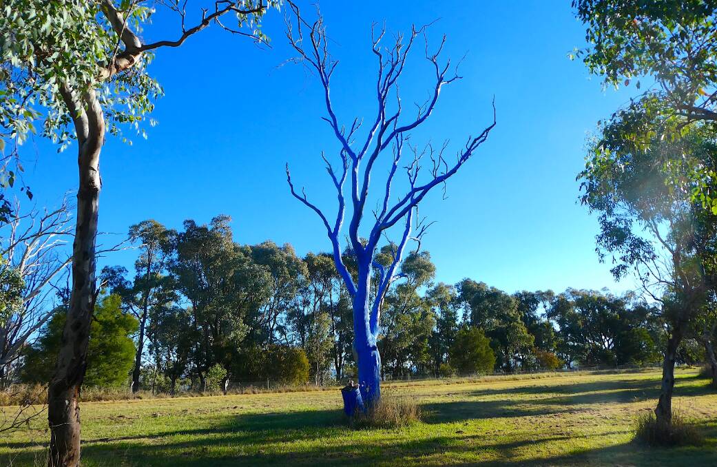 Know the location of this blue tree? Picture supplied