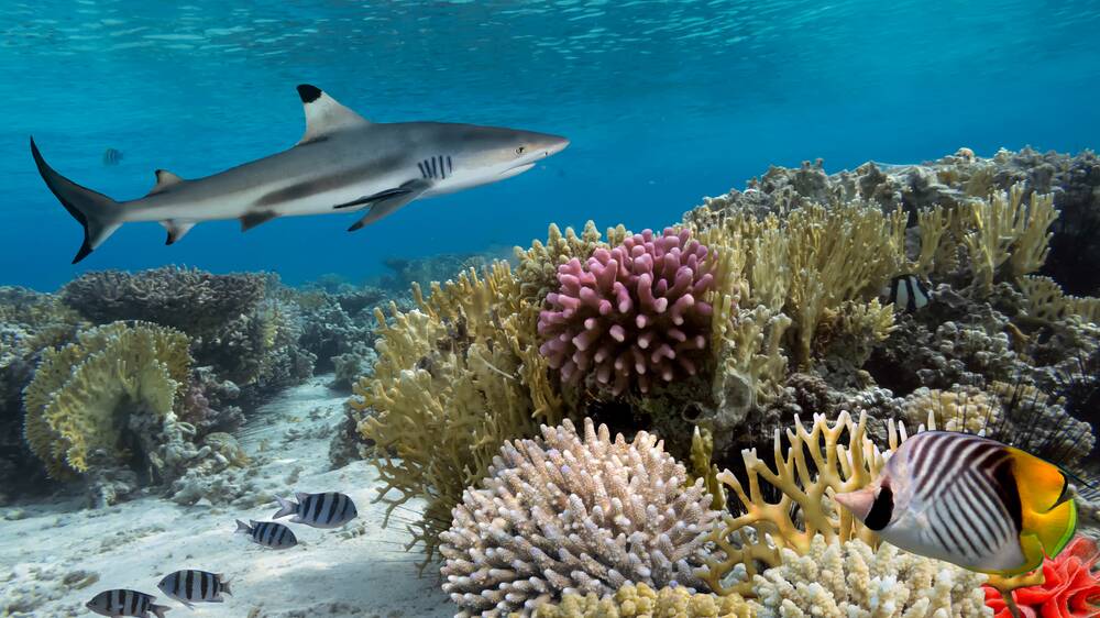 Fancy coming face to face with a reef shark? Picture Shutterstock