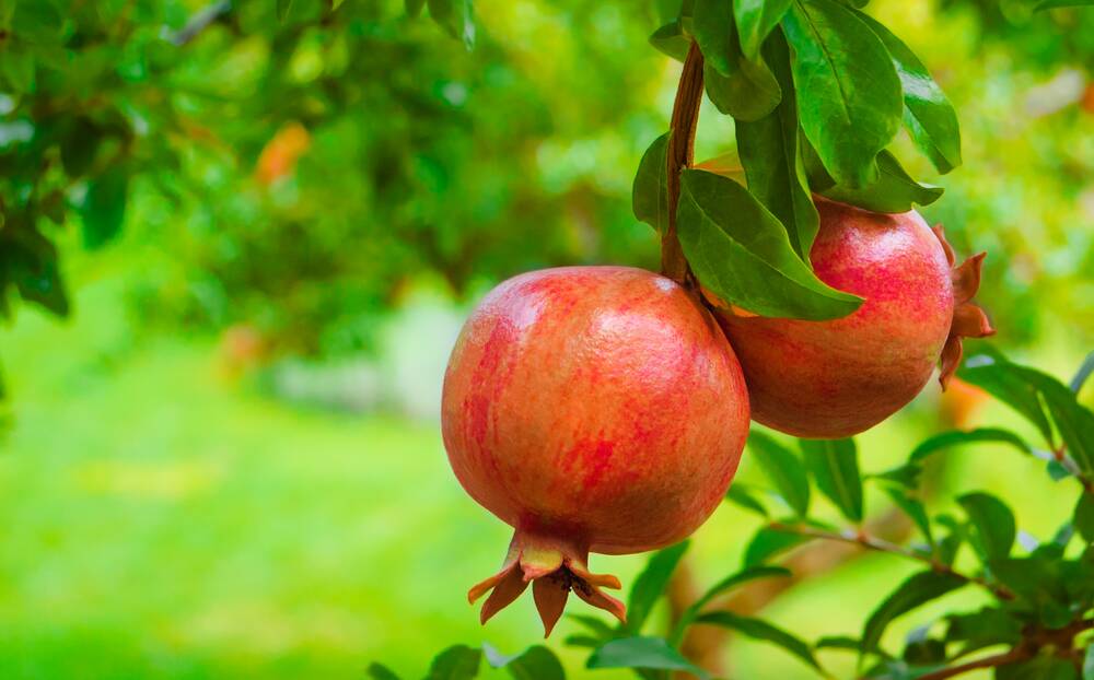 Ever tried pomegranate tea? Picture Shutterstock