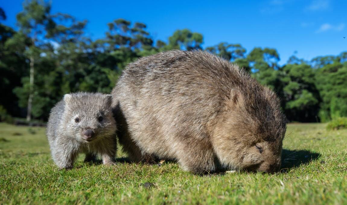 Wombats are effective soil engineers. Picture Getty Images