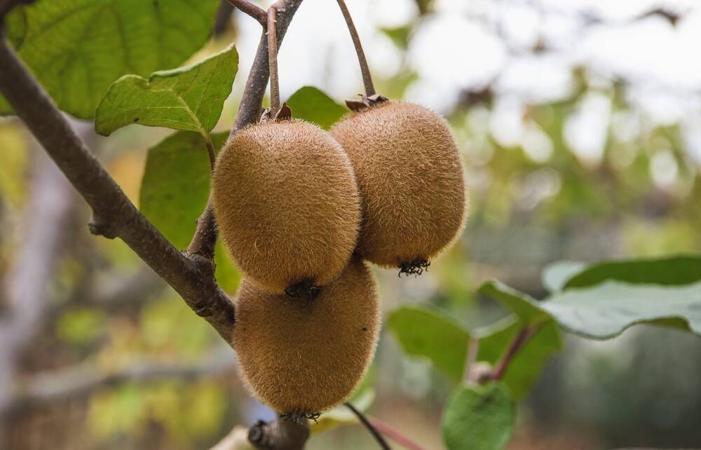 Kiwis were one of the first fruits I ever planted, as shade for the pergola outside our front door. Picture Shutterstock