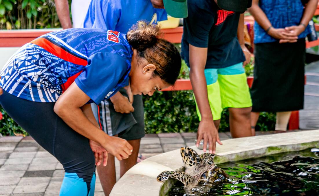 Hand-feeding young turtles. Picture Fiji Tourism