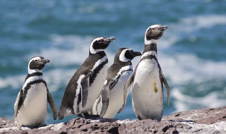 Punta Tombo is the largest penguin colony in South America. Picture Shutterstock