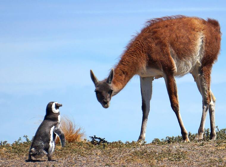 a llama-like guanaco. Picture Shutterstock
